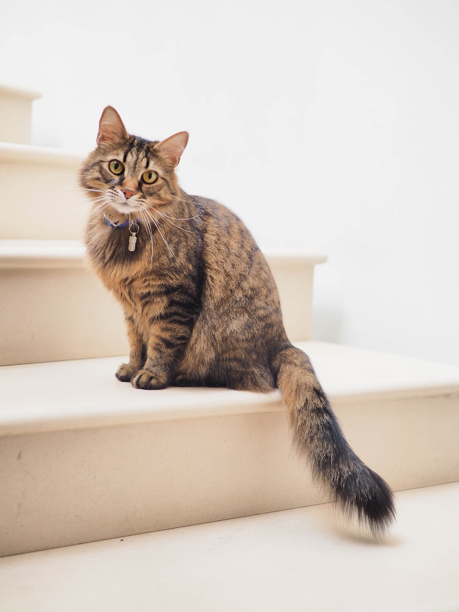 brown tabby cat on white stairs